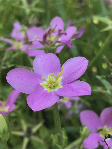 Sabatia campestris (Meadow Pink) (alternate view 7)