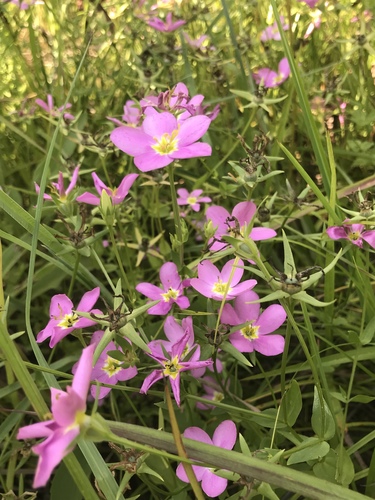 Sabatia campestris (Meadow Pink) (alternate view 6)