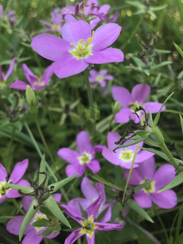 Sabatia campestris (Meadow Pink) (alternate view 8)