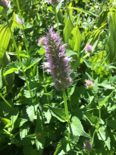 Agastache urticifolia (nettle-leaf giant hyssop) (alternate view 5)