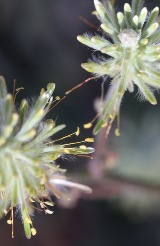 Ptilotus polystachyus (Prince of Wales Feather) (alternate view 5)