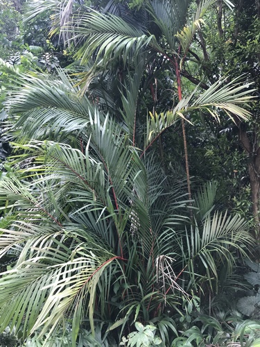 Cyrtostachys renda (Sealing Wax Palm)