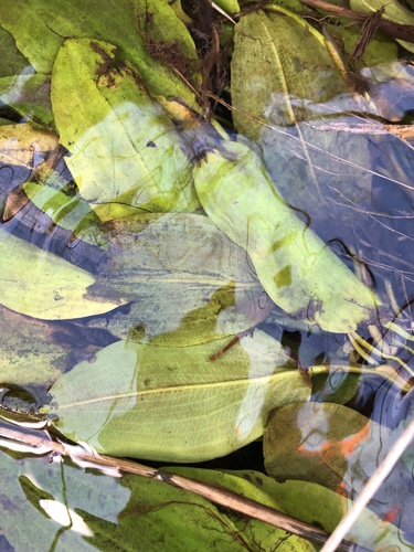 Potamogeton polygonifolius (Bog Pondweed)