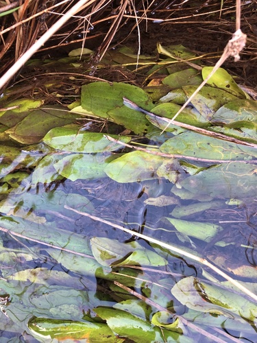 Potamogeton polygonifolius (Bog Pondweed)