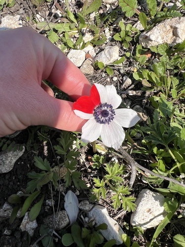 Anemone coronaria (poppy anemone)