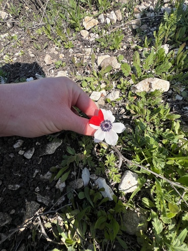 Anemone coronaria (poppy anemone)