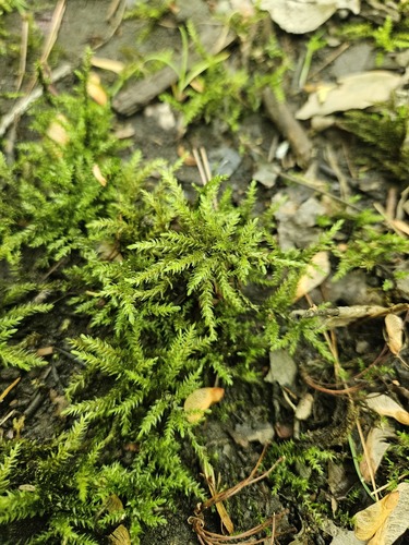 Climacium americanum (American Tree Moss)