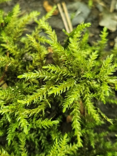Climacium americanum (American Tree Moss) (alternate view 2)