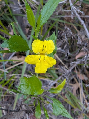 Goodenia ovata (hop goodenia) (alternate view 7)