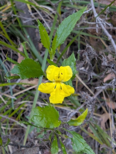 Goodenia ovata (hop goodenia) (alternate view 8)