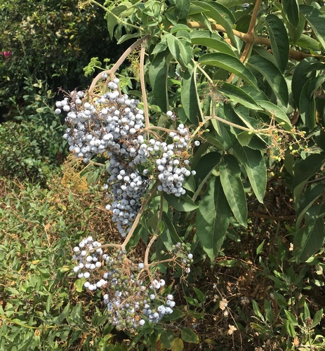 Sambucus cerulea (Blue Elderberry) (alternate view 2)