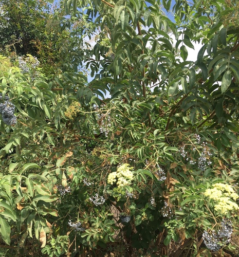 Sambucus cerulea (Blue Elderberry) (alternate view 3)