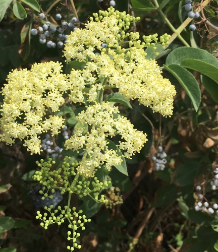 Sambucus cerulea (Blue Elderberry)