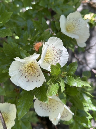 Eucryphia glutinosa (Brush Bush) (alternate view 5)