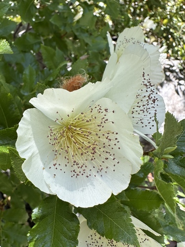 Eucryphia glutinosa (Brush Bush) (alternate view 4)