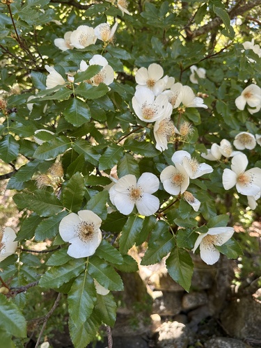 Eucryphia glutinosa (Brush Bush) (alternate view 3)