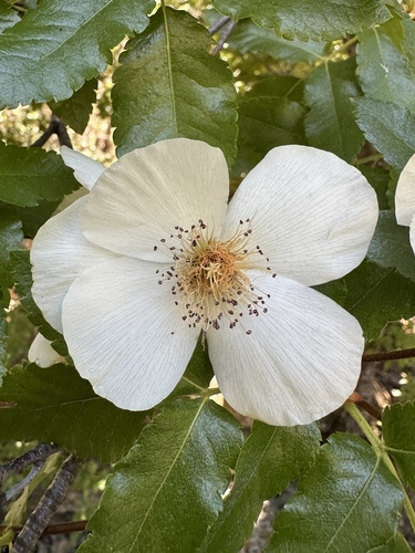 Eucryphia glutinosa (Brush Bush) (alternate view 2)