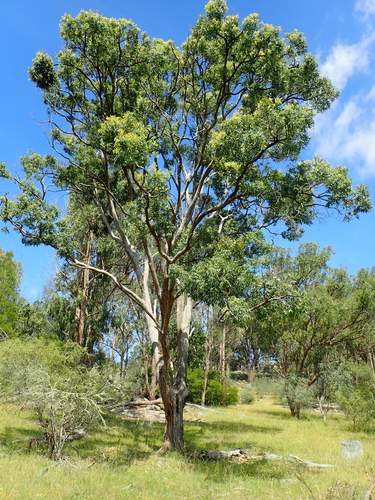 Angophora floribunda (Rough-barked Apple) (alternate view 5)