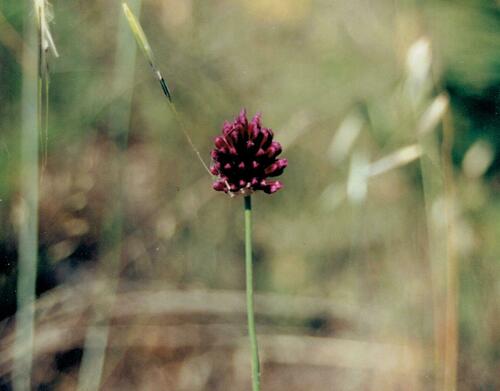 Allium sphaerocephalon (Drumstick Allium)