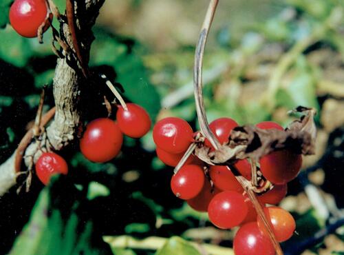 Dioscorea communis (Black Bryony)