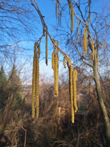 Corylus colurna (Turkish Hazelnut) (alternate view 2)