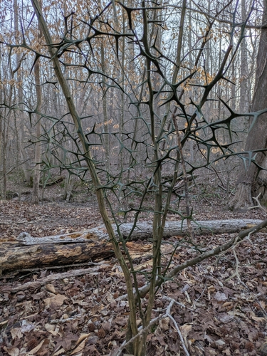 Citrus trifoliata (trifoliate orange)