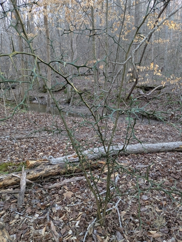 Citrus trifoliata (trifoliate orange) (alternate view 2)