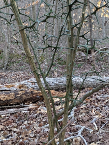 Citrus trifoliata (trifoliate orange) (alternate view 3)