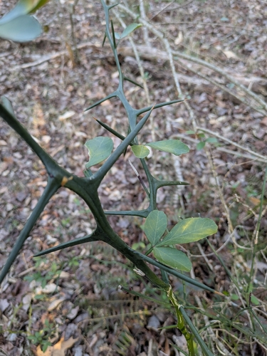 Citrus trifoliata (trifoliate orange) (alternate view 4)