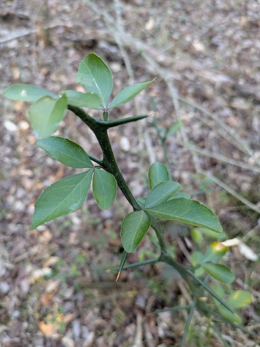 Citrus trifoliata (trifoliate orange) (alternate view 5)