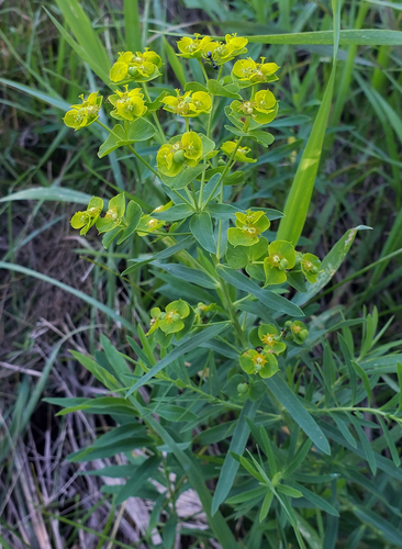 Euphorbia virgata (leafy spurge)