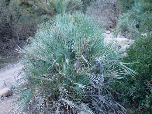 Chamaerops humilis (European Fan Palm)