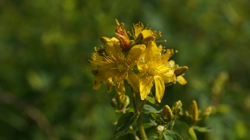 Hypericum maculatum (Imperforate St John's-wort) (alternate view 5)