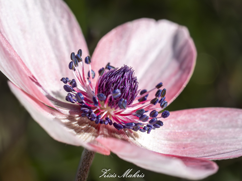 Anemone coronaria (poppy anemone)