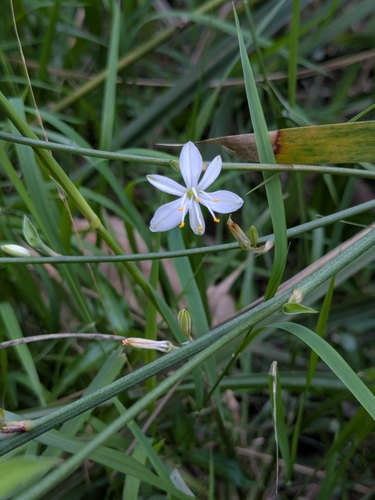 Chlorophytum comosum (Spider Plant)