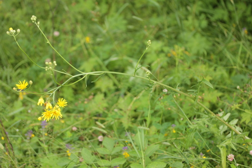 Crepis biennis (Rough Hawk's-beard)