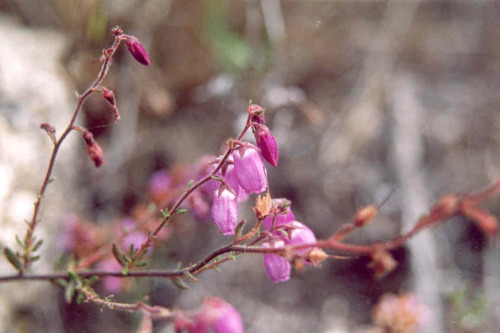 Daboecia cantabrica (Irish Heath) (alternate view 7)