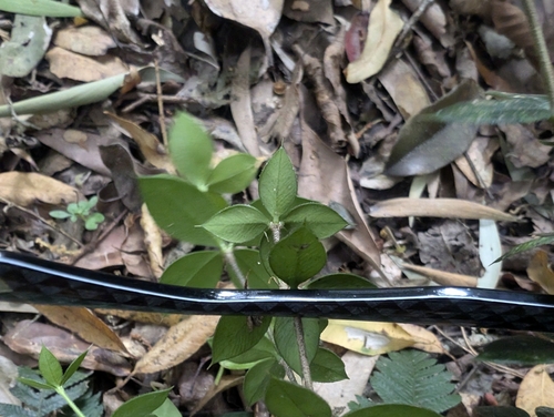 Alyxia ruscifolia (Chain Fruit) (alternate view 4)