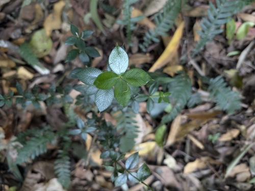 Alyxia ruscifolia (Chain Fruit) (alternate view 5)