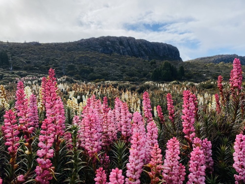 Richea scoparia (scoparia) (alternate view 6)