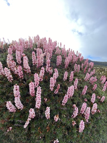 Richea scoparia (scoparia) (alternate view 7)