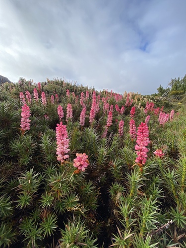 Richea scoparia (scoparia) (alternate view 8)