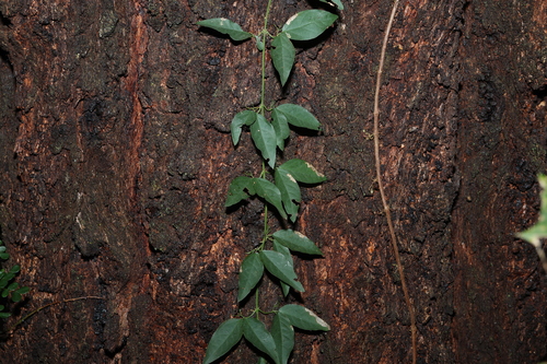 Dolichandra unguis-cati (Catclaw vine) (alternate view 2)