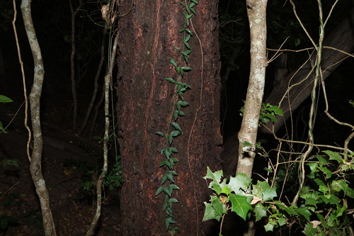 Dolichandra unguis-cati (Catclaw vine) (alternate view 3)