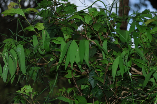 Eustrephus latifolius (Wombat Berry) (alternate view 7)