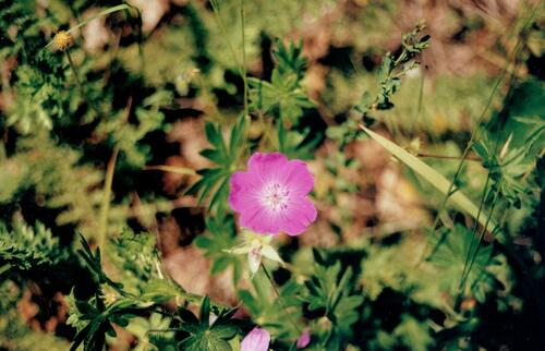 Geranium sanguineum (Bloody Crane's-bill)