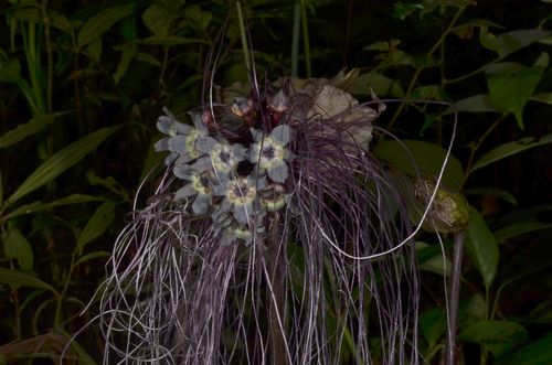 Tacca chantrieri (Black Bat Flower) (alternate view 6)