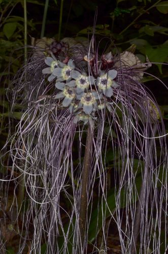 Tacca chantrieri (Black Bat Flower) (alternate view 7)