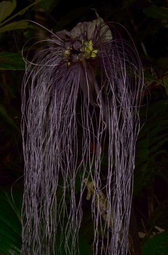 Tacca chantrieri (Black Bat Flower) (alternate view 8)