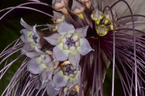 Tacca chantrieri (Black Bat Flower) (alternate view 9)